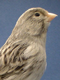 Van Duyse Roger